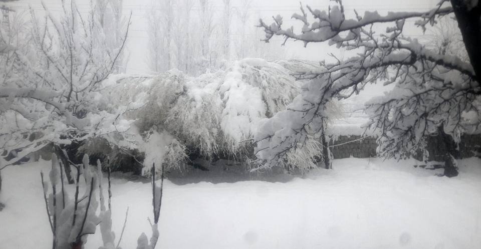 Trees Snow fall Skardu
