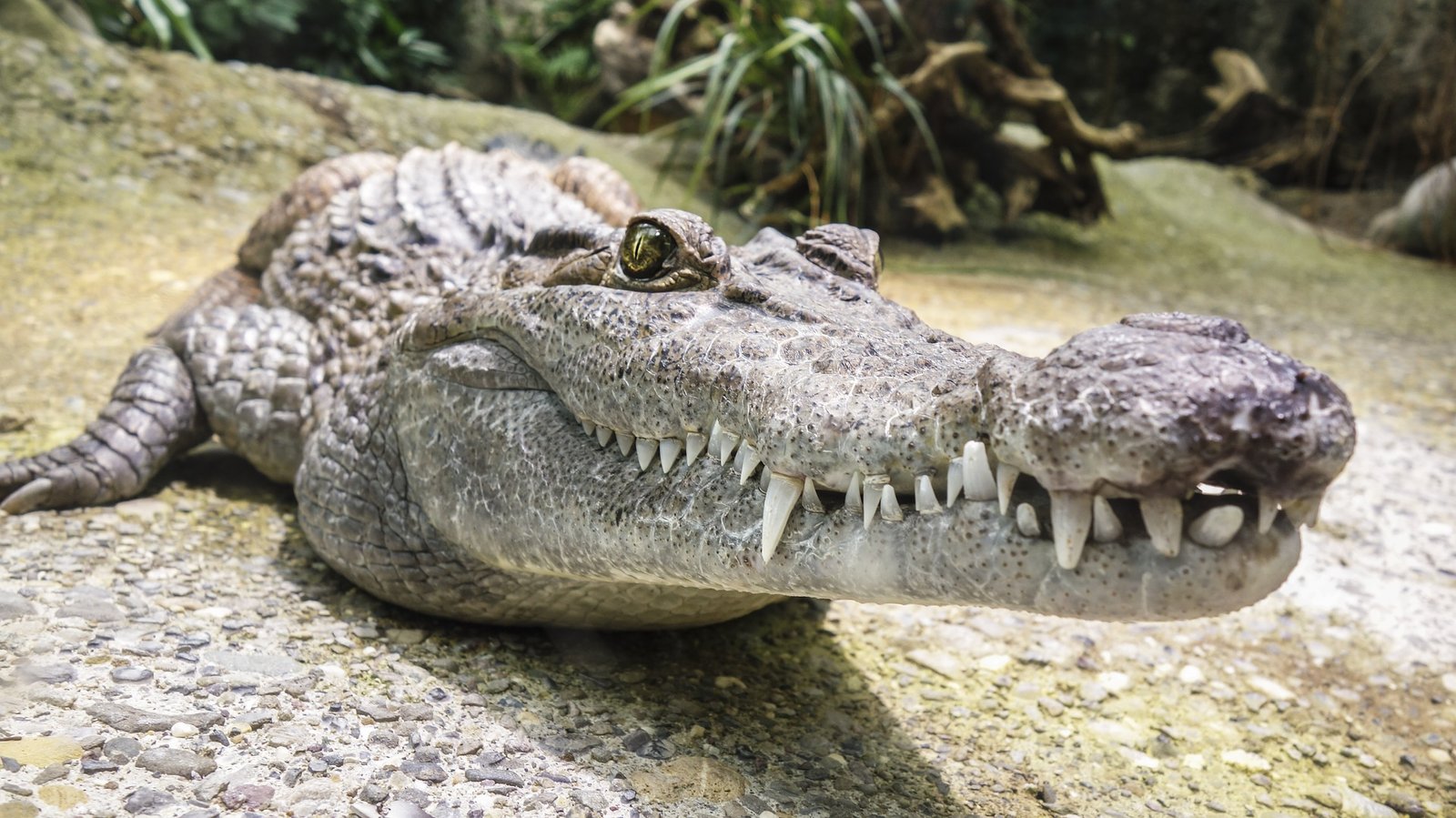 Gatorland