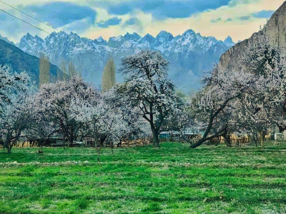 Blossom in Khaplu Valley 