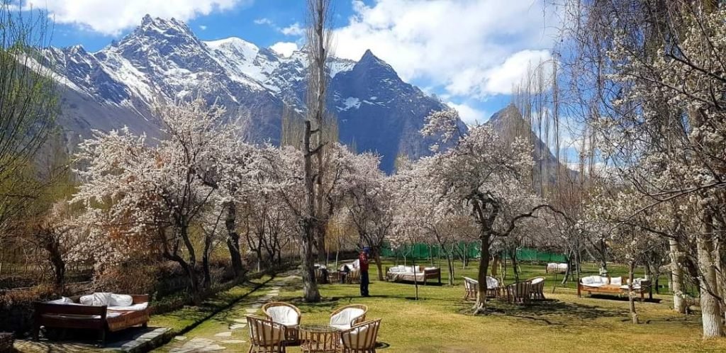 Cherry Blossom Shigar 